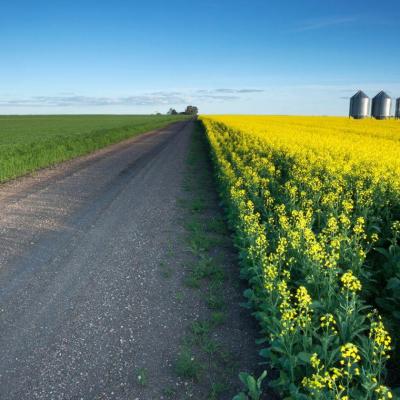 summer field with steel grain bins 